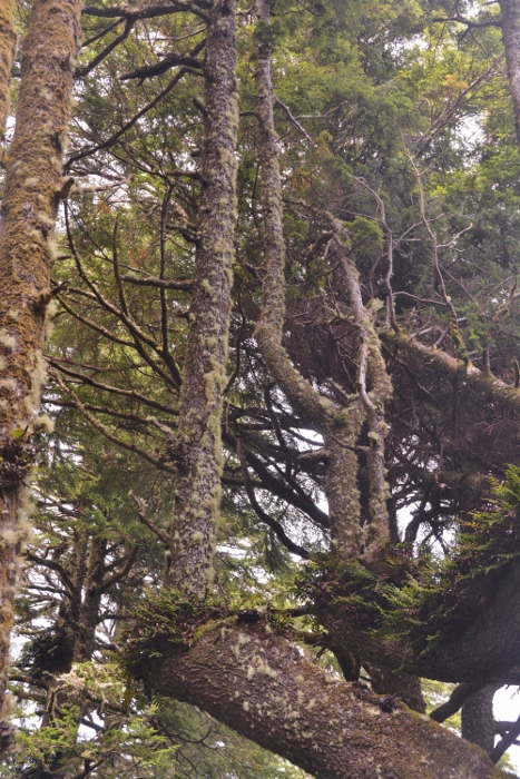 old growth trees on Cape Lookout